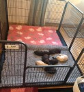 Orginale Crufts grinder thumbnail